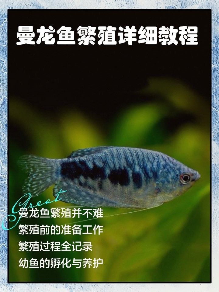 曼龍魚繁殖周期是多久？（曼龍魚怎么繁殖） 曼龍魚繁殖周期是多久？（曼龍魚怎么繁殖） 龍魚百科 第10張