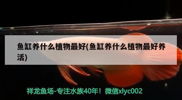 魚缸養(yǎng)什么植物最好(魚缸養(yǎng)什么植物最好養(yǎng)活)（魚缸養(yǎng)什么植物最好）
