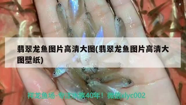 翡翠龍魚圖片高清大圖(翡翠龍魚圖片高清大圖壁紙)（翡翠龍魚圖片高清大圖） 翡翠龍魚圖片高清大圖(翡翠龍魚圖片高清大圖壁紙)（翡翠龍魚圖片高清大圖） 觀賞魚百科
