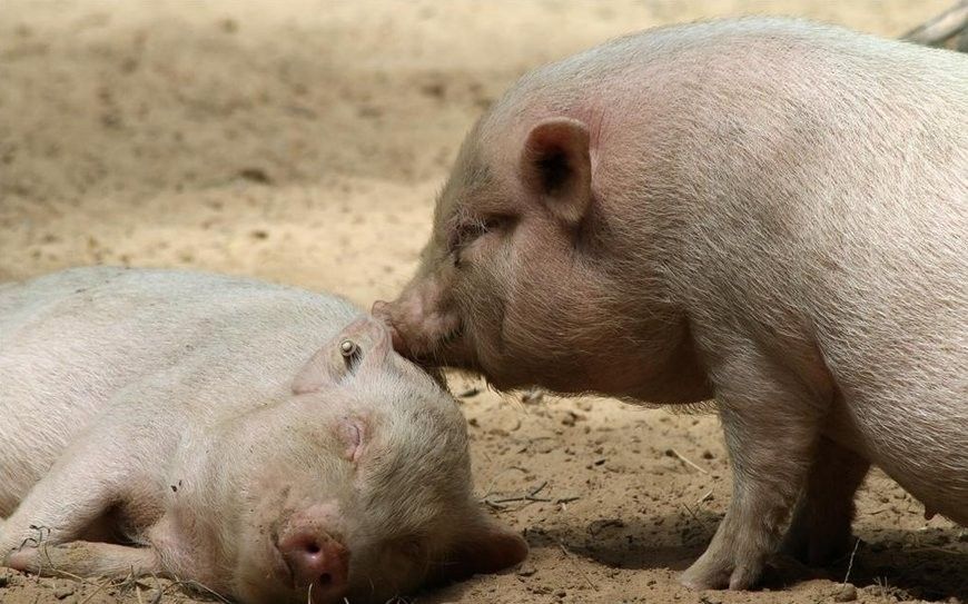 混養(yǎng)時需要喂什么飼料？（養(yǎng)動物飼料的選擇） 混養(yǎng)時需要喂什么飼料？（養(yǎng)動物飼料的選擇） 龍魚百科 第4張