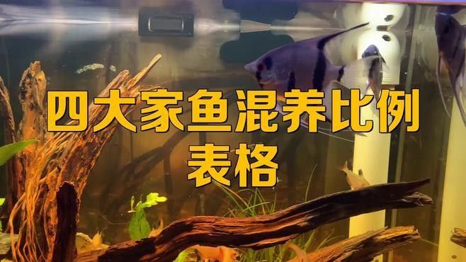 混養(yǎng)時需要喂什么飼料？（養(yǎng)動物飼料的選擇） 混養(yǎng)時需要喂什么飼料？（養(yǎng)動物飼料的選擇） 龍魚百科 第1張