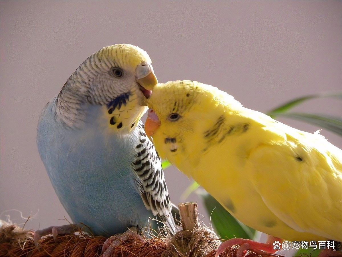 混養(yǎng)時需要喂什么飼料？（養(yǎng)動物飼料的選擇） 混養(yǎng)時需要喂什么飼料？（養(yǎng)動物飼料的選擇） 龍魚百科 第7張