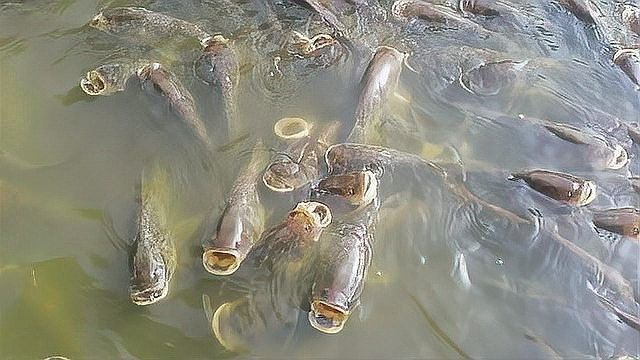 混養(yǎng)時需要喂什么飼料？（養(yǎng)動物飼料的選擇） 混養(yǎng)時需要喂什么飼料？（養(yǎng)動物飼料的選擇） 龍魚百科 第8張