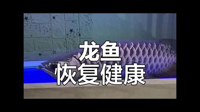 雷龍魚趴缸縮鰭會自愈嗎（養(yǎng)魚老道雷龍魚縮鰭趴缸水質(zhì)波動(dòng)怎么治易車網(wǎng)）