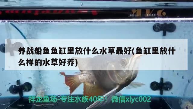 養戰船魚魚缸里放什么水草最好(魚缸里放什么樣的水草好養)（戰船魚缸里放什么水草最好養，魚缸里放什么水草最好）
