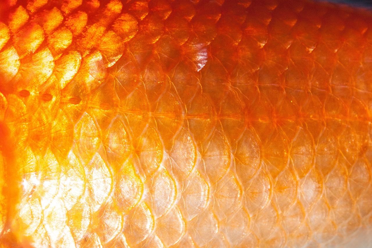 黃金招財貓魚怎么繁殖的視頻教學（黃金招財貓魚會變黑嗎）（黃金招財貓怎么繁殖的視頻教學）
