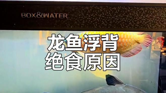 龍魚浮背初期有哪些癥狀（龍魚浮背初期可能出現的6個癥狀，老青年聽老青年聽）