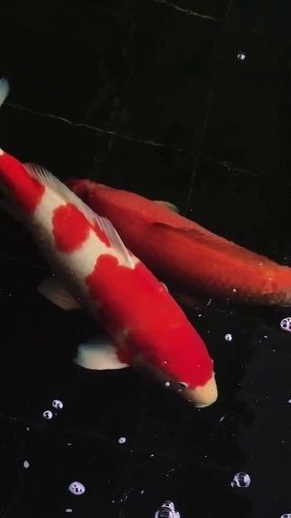 金龍魚動態壁紙高清版（金龍魚動態壁紙高清版是一款專為手機或平板電腦用戶設計的動態壁紙）