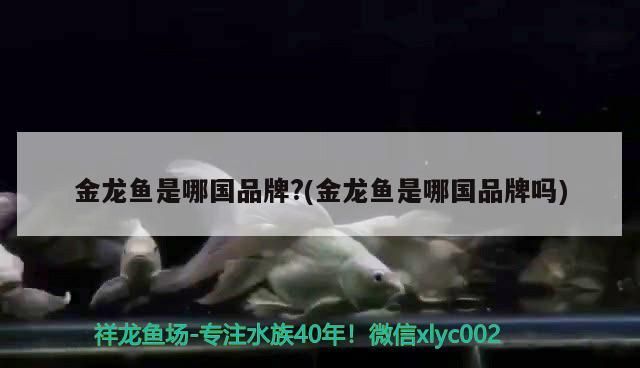 金龍魚是哪國品牌?(金龍魚是哪國品牌嗎)（益海嘉里金龍魚是哪國品牌金龍魚是哪國品牌金龍魚）