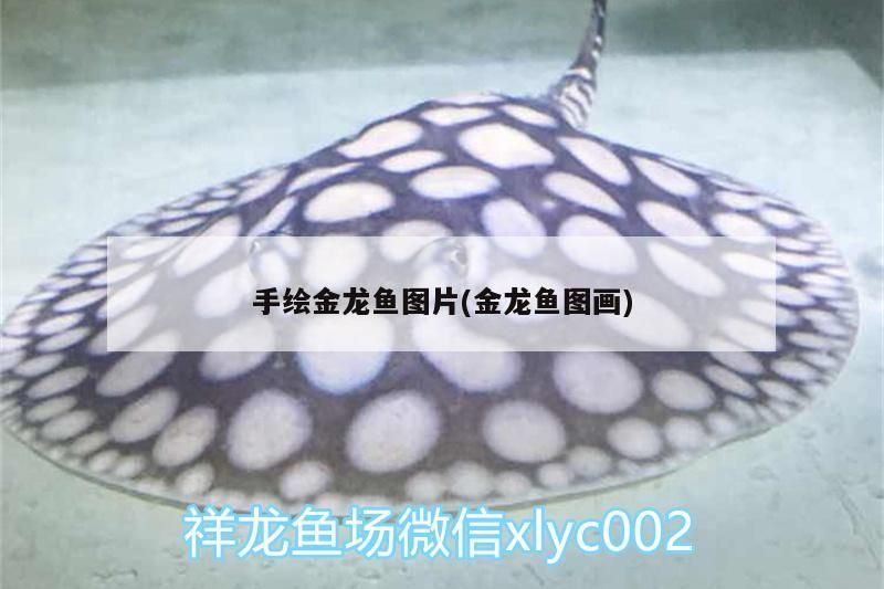 手繪金龍魚圖片(金龍魚圖畫)（手繪金龍魚圖片）