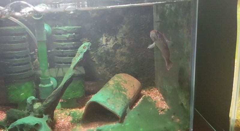 藍色雷龍魚需要多大的魚缸（藍色雷龍魚的魚缸大小）