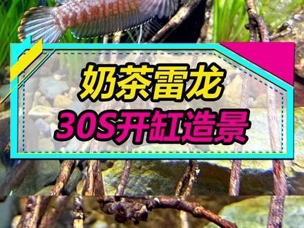 藍色雷龍魚需要多大的魚缸（藍色雷龍魚的魚缸大小）