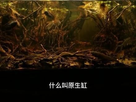 藍色雷龍魚需要多大的魚缸（藍色雷龍魚的魚缸大小）