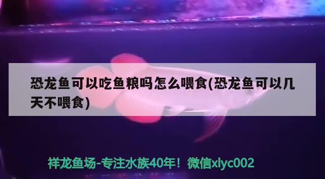 恐龍魚可以吃魚糧嗎怎么喂食(恐龍魚可以幾天不喂食)（六角恐龍魚喂養方法） 恐龍魚可以吃魚糧嗎怎么喂食(恐龍魚可以幾天不喂食)（六角恐龍魚喂養方法） 觀賞魚百科