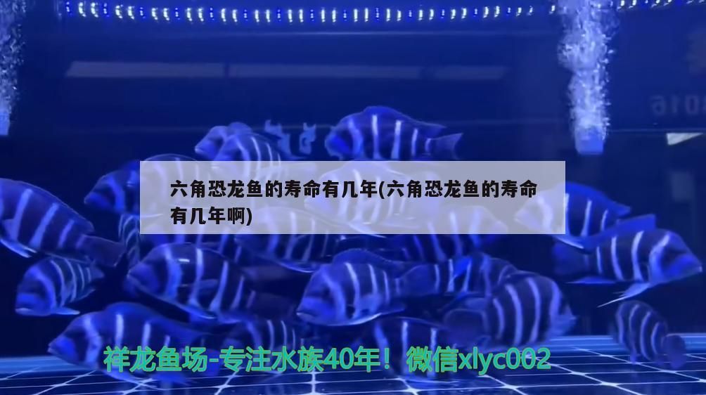 魚缸過濾器選購指南:自制魚缸過濾器魚缸上置過濾器對(duì)于養(yǎng)魚愛好者的必備知識(shí) 六角恐龍魚的壽命有幾年(六角恐龍魚的壽命有幾年啊)(六角恐龍魚的壽命有幾年) 觀賞魚百科 六角恐龍魚的壽命有幾年(六角恐龍魚的壽命有幾年啊)(六角恐龍魚的壽命有幾年) 六角恐龍魚的壽命有幾年(六角恐龍魚的壽命有幾年啊)(六角恐龍魚的壽命有幾年) 觀賞魚百科