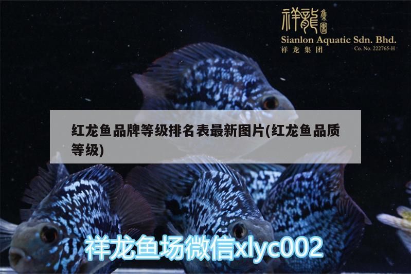 紅龍魚品牌等級排名表最新圖片(紅龍魚品質等級)（紅龍魚品牌品牌等級排名表）