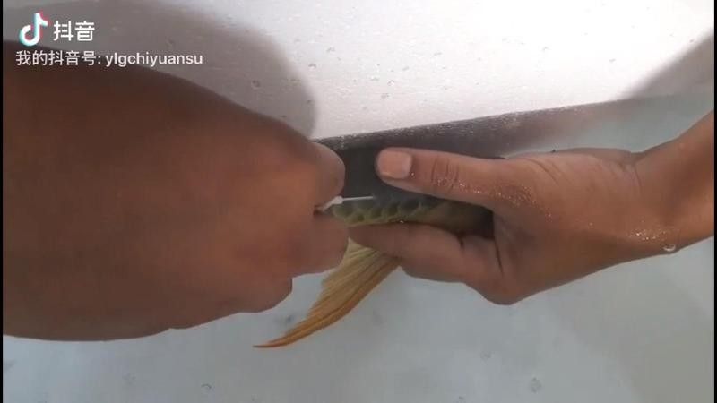 龍魚芯片植入費用是多少？（龍魚芯片植入的費用）