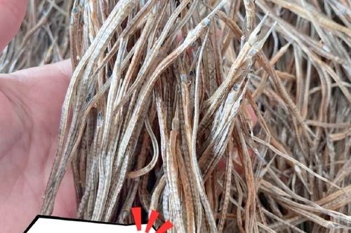 如何判斷海龍魚干的質(zhì)量（如何判斷海龍魚干的質(zhì)量需綜合外觀、氣味、干燥度及形態(tài)因素）