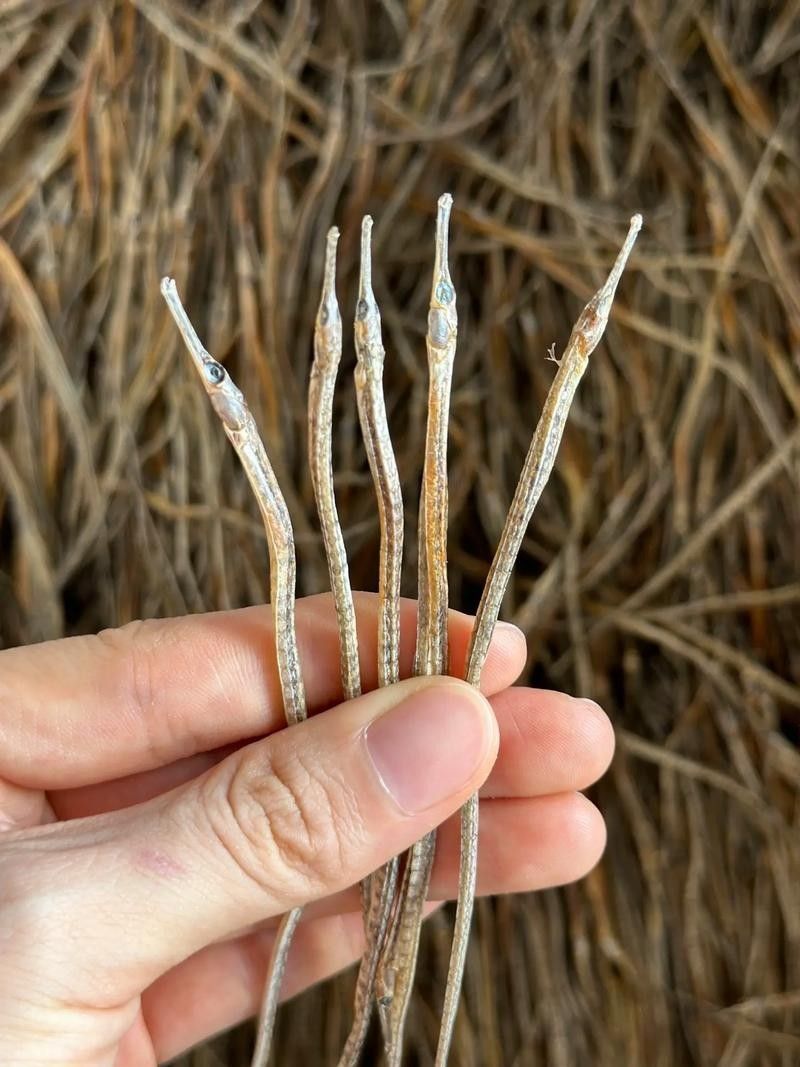 如何判斷海龍魚干的質(zhì)量（如何判斷海龍魚干的質(zhì)量需綜合外觀、氣味、干燥度及形態(tài)因素）