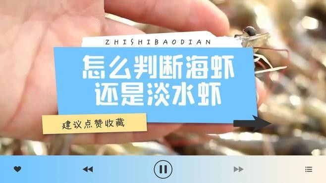 如何區分河蝦和海蝦？