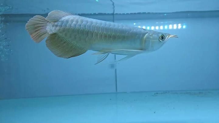 哪里可以購買到高品質的血紅龍魚苗 哪里可以購買到高品質的血紅龍魚苗 龍魚百科 第10張