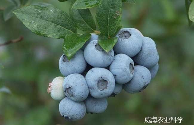 改良型藍底有哪些著名的品種（改良型藍底有哪些？）