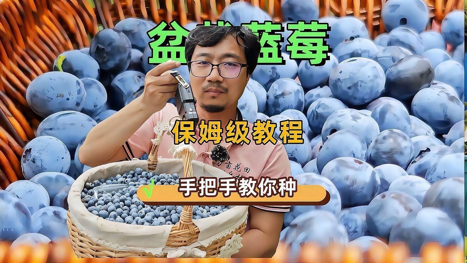 改良型藍底有哪些著名的品種（改良型藍底有哪些？）