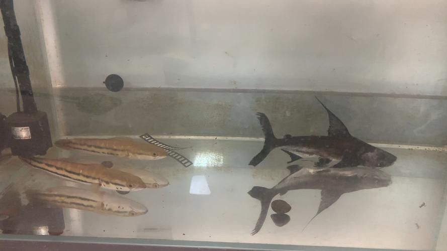 成吉思汗鯊魚的最佳混養(yǎng)伙伴（成吉思汗鯊的最佳混養(yǎng)伙伴）
