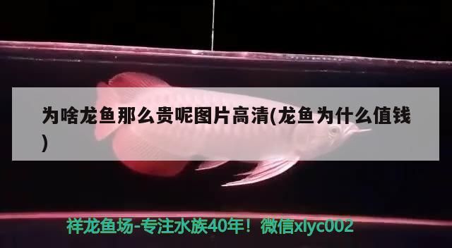 為啥龍魚那么貴呢圖片高清(龍魚為什么值錢)