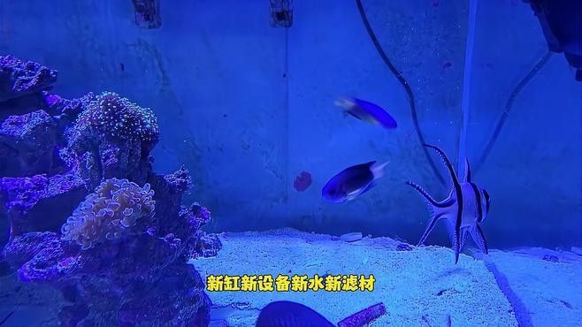 闖缸魚選擇什么品種好