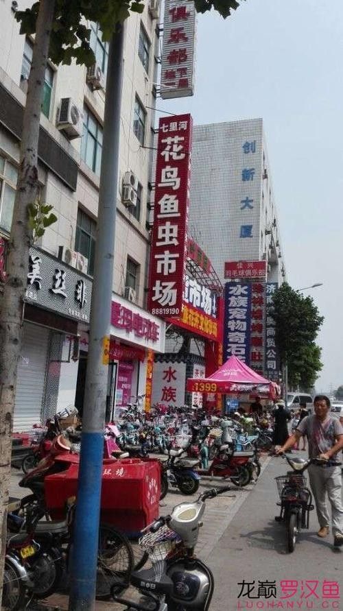 如何聯系濟南龍魚批發市場的商家