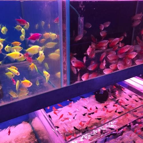 如何聯系濟南龍魚批發市場的商家