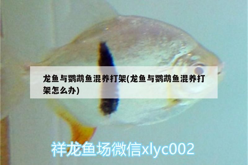 徐州水族批發市場（徐州植物園批發市場在哪徐州批發市場在哪）