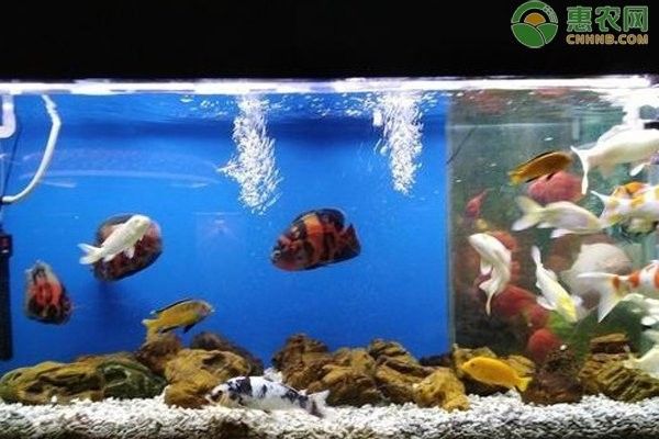 換水后多久可以換下一次水？（養(yǎng)魚人必看:魚缸換水頻率全攻略玄寵宿舍魚缸換水頻率全攻略） 換水后多久可以換下一次水？（養(yǎng)魚人必看:魚缸換水頻率全攻略玄寵宿舍魚缸換水頻率全攻略） 龍魚百科 第3張