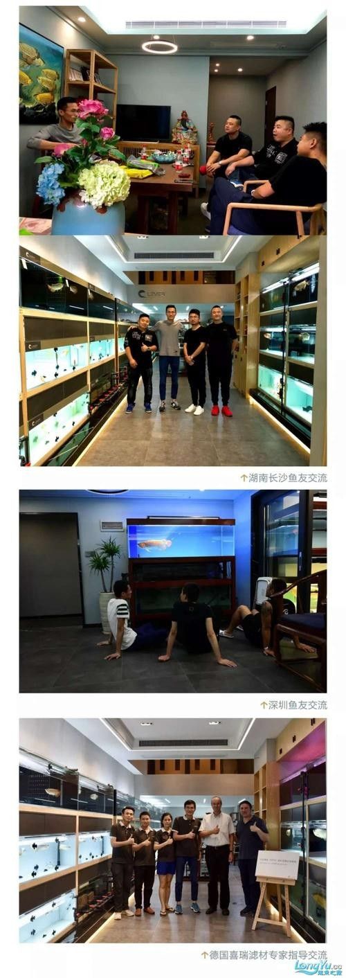 雙星專賣店是否銷售龍魚？（關于雙星專賣店是否銷售龍魚的綜合分析）