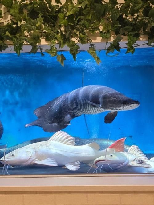 混養海象魚和龍魚需要哪些裝飾物？（養海象魚和龍魚時裝飾物的選擇需要精心挑選合適的裝飾物） 混養海象魚和龍魚需要哪些裝飾物？（養海象魚和龍魚時裝飾物的選擇需要精心挑選合適的裝飾物） 龍魚百科 第2張