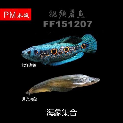 混養海象魚和龍魚需要哪些裝飾物？（養海象魚和龍魚時裝飾物的選擇需要精心挑選合適的裝飾物） 混養海象魚和龍魚需要哪些裝飾物？（養海象魚和龍魚時裝飾物的選擇需要精心挑選合適的裝飾物） 龍魚百科 第5張