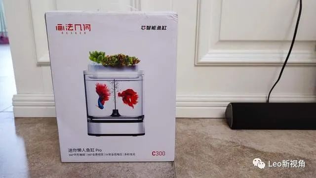 龍魚進缸怎么算狀態好（龍魚進缸怎么算狀態好呢）