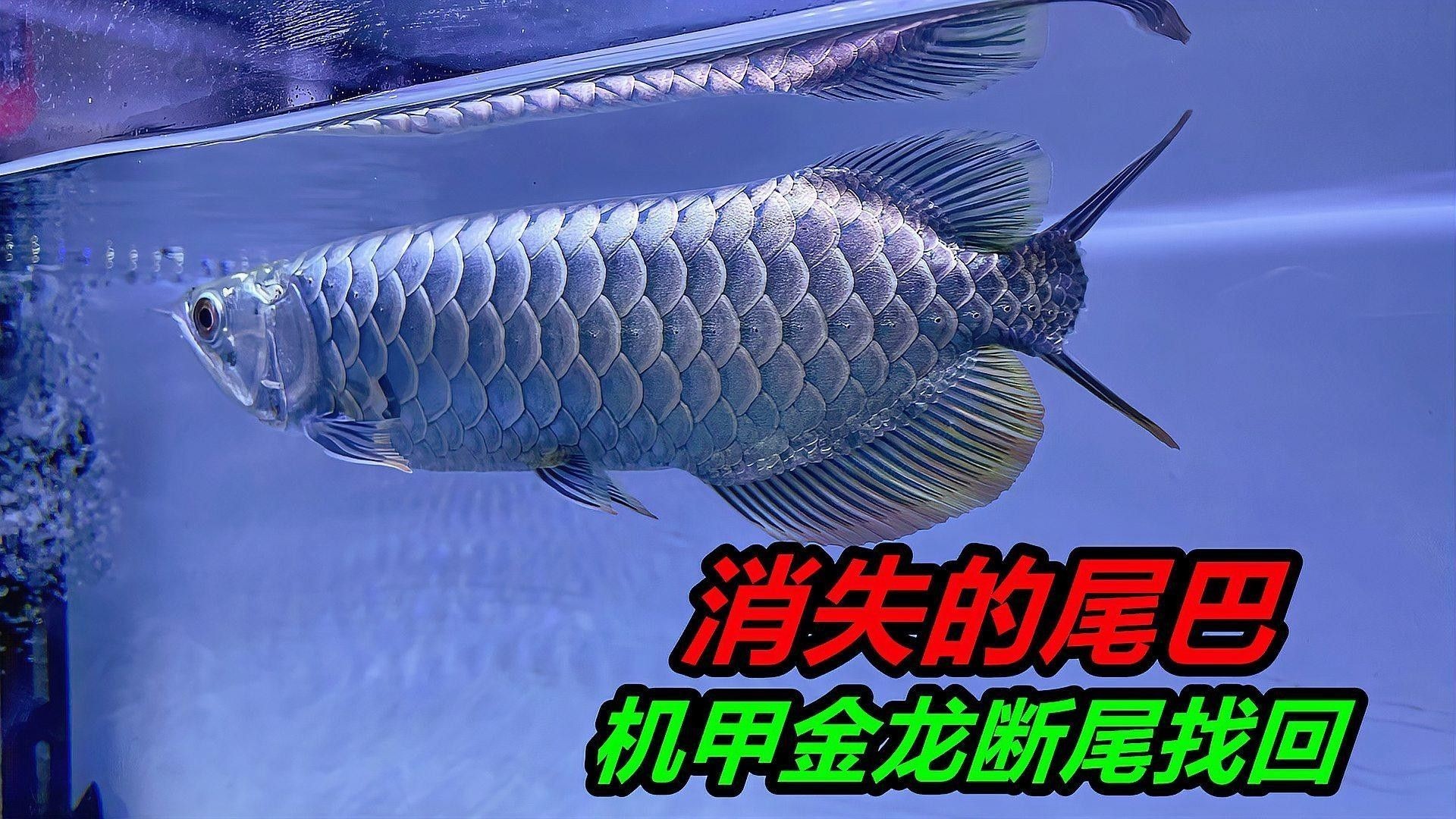 如何穩定拍攝金龍魚視頻？