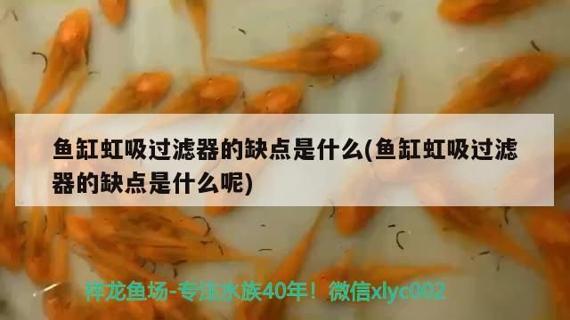 魚缸怎么除黃水蟲（ 魚缸去黃水的使用方法）（魚缸中的黃水蟲怎么除黃水蟲，魚缸水發黃的原因是什么）