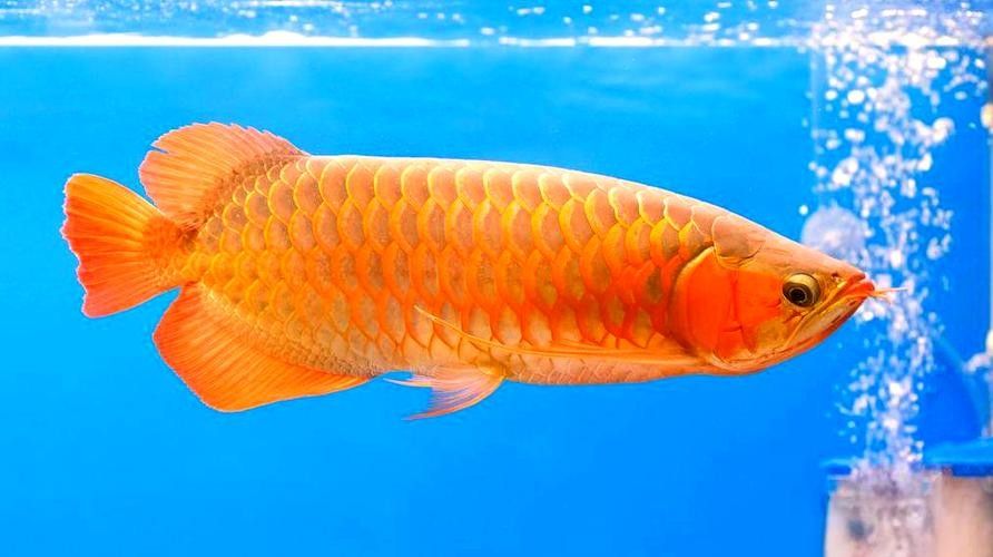 有沒有金龍魚照片處理模板？