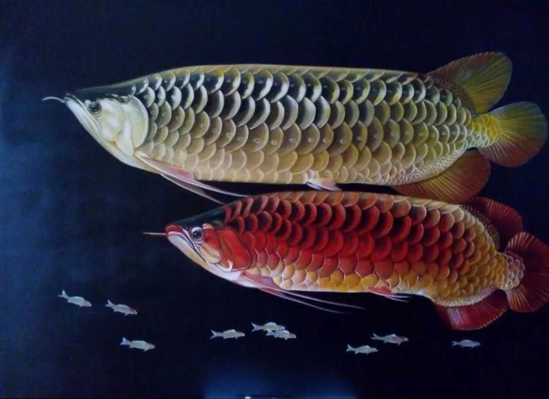 有沒有金龍魚照片處理模板？