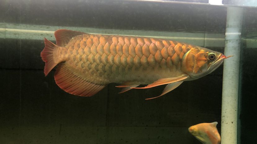白天與黑夜對比 白天與黑夜對比 觀賞魚百科 第1張