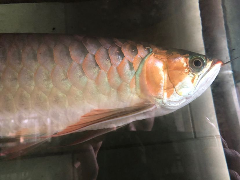 白天與黑夜對比 白天與黑夜對比 觀賞魚百科 第2張