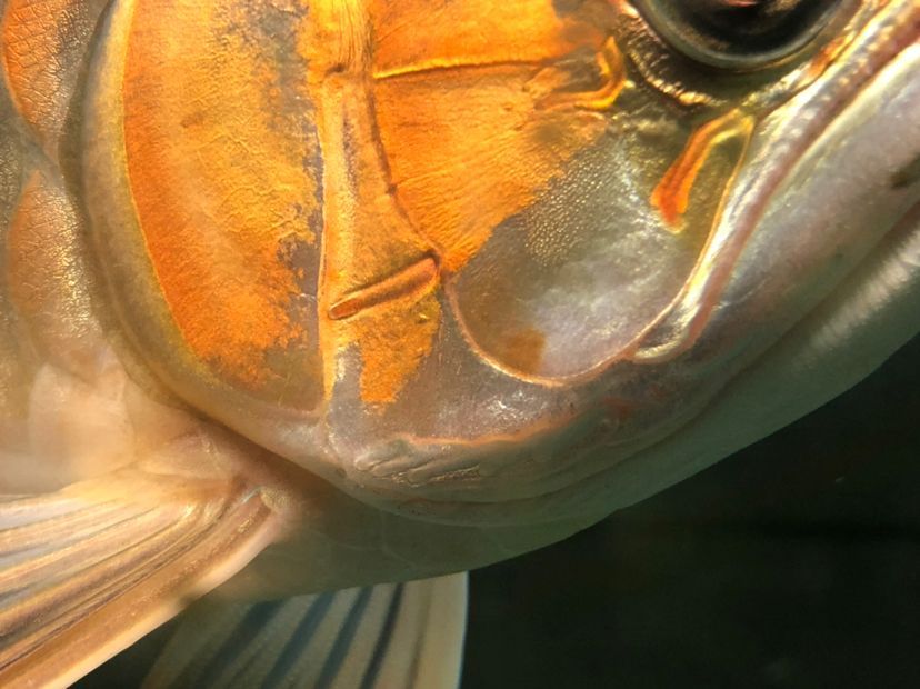 白天與黑夜對比 白天與黑夜對比 觀賞魚百科 第4張