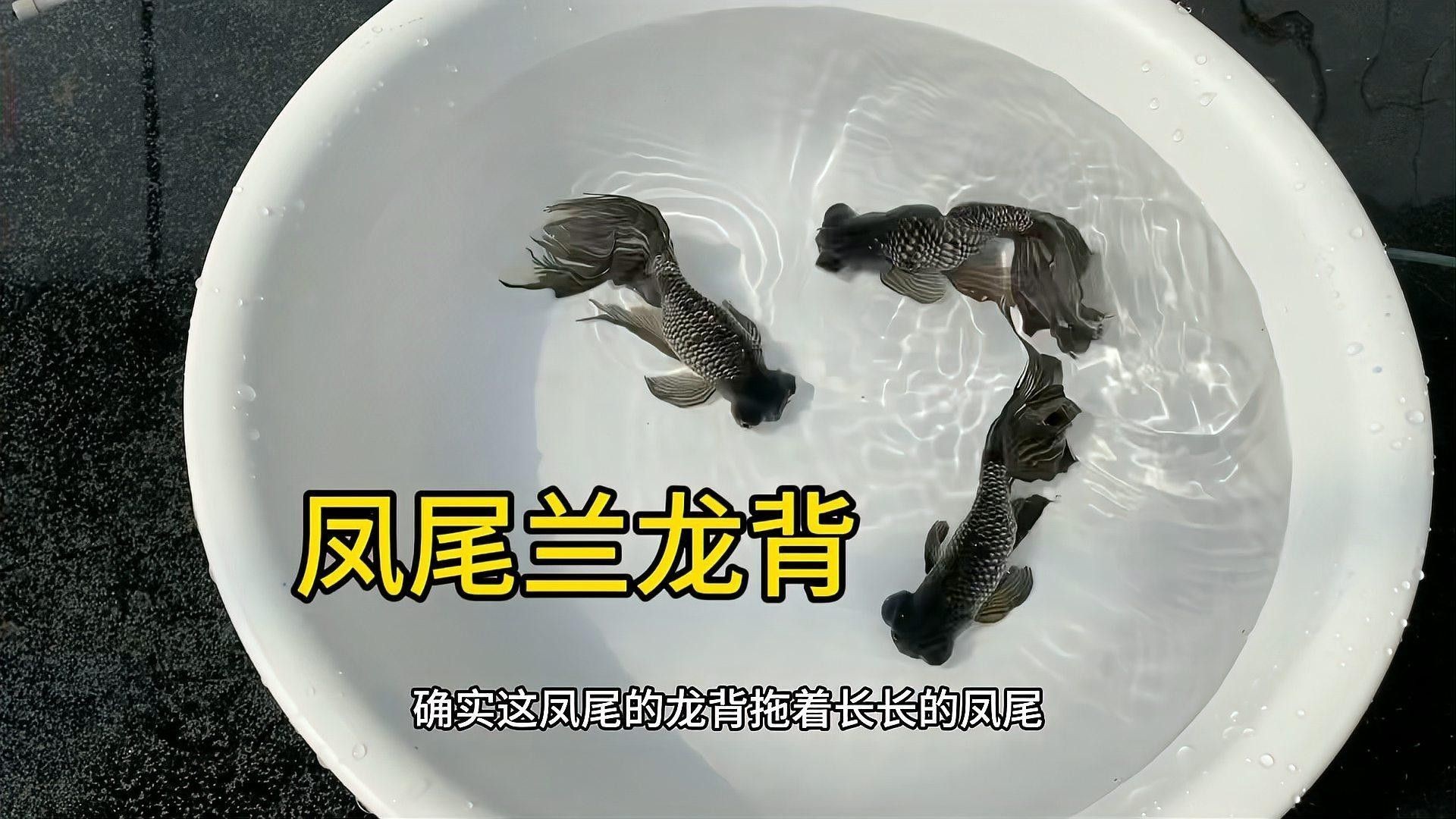 如何區分藍曼龍魚和藍龍背（曼龍魚和藍龍背是兩種不同的觀賞魚，它們在外觀上有一些區別） 如何區分藍曼龍魚和藍龍背（曼龍魚和藍龍背是兩種不同的觀賞魚，它們在外觀上有一些區別） 龍魚百科 第7張
