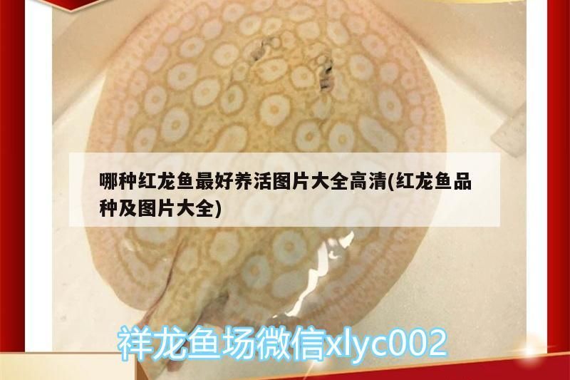 哪種紅龍魚最好養活圖片大全高清(紅龍魚品種及圖片大全)