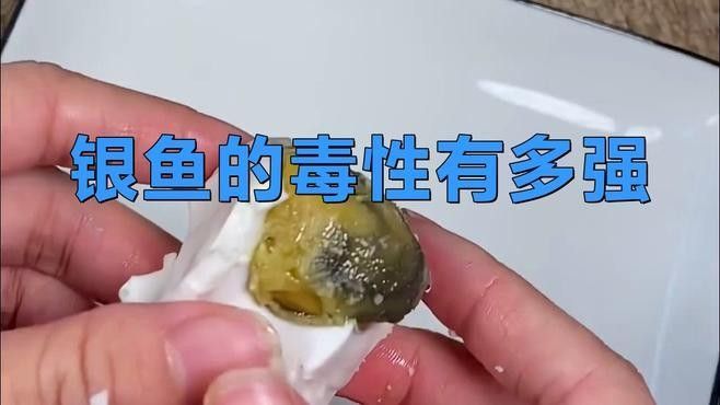 粗線銀板魚咬傷龍魚后如何處理？（民福康被魚咬了出血了怎么辦） 粗線銀板魚咬傷龍魚后如何處理？（民福康被魚咬了出血了怎么辦） 龍魚百科