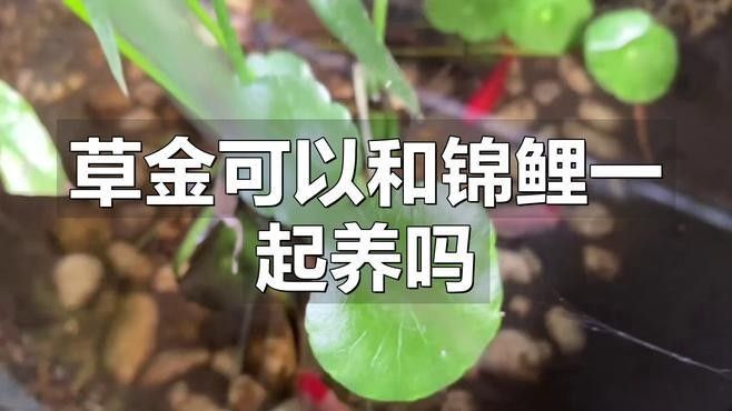 內(nèi)蒙眼和外蒙眼哪個(gè)更常見，內(nèi)蒙眼和外蒙眼哪個(gè)更常見內(nèi)蒙眼哪個(gè)更常見