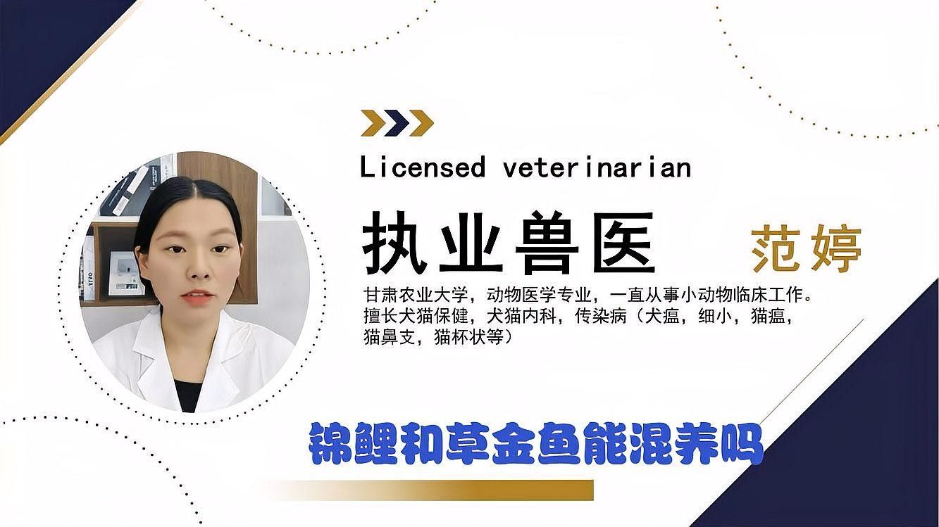 草金魚和錦鯉可以混養嗎（草金魚和錦鯉可以混養，但需要注意以下幾點）